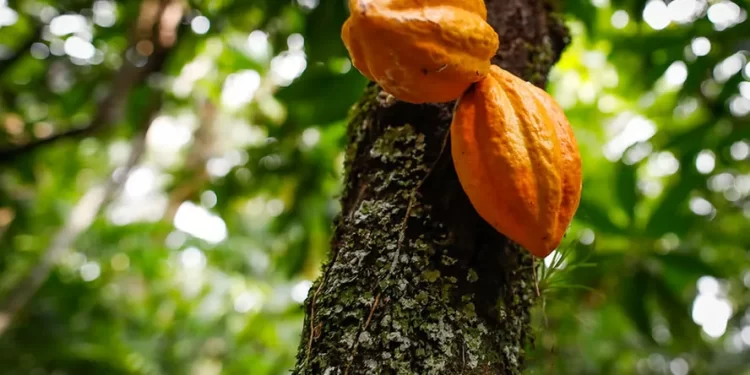 Preço do cacau bate recorde em Nova York