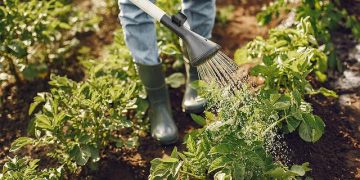 Em Iraquara agricultura traz renda e autonomia a mulheres