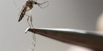 Alerta: Secretária da Saúde se reunirá com 62 prefeitos para tratar sobre a dengue