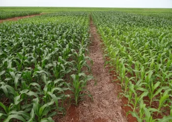 Governo Federal antecipa medidas de auxílio a produtores rurais