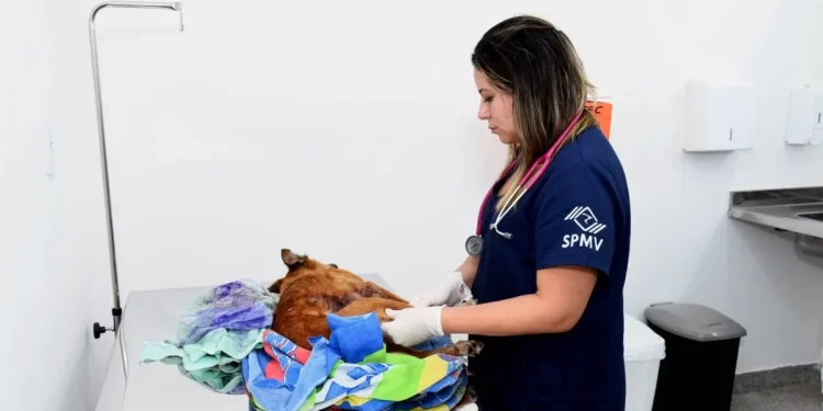 Com todo gás: Hospital Municipal Veterinário realiza mais de 160 atendimentos no primeiro dia de funcionamento