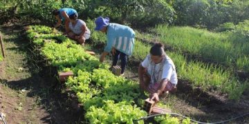 Garantia-Safra autoriza pagamento para mais de 216 mil agricultores familiares