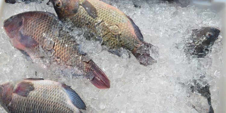 Semana santa: Mercado do Peixe terá mais uma edição do ‘viradão’ de 35 horas