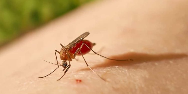 Atenção: Secretaria da Saúde da Bahia registra nove casos de Febre do Oropouche