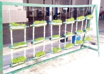 Educação: Aprovado incentivo a hortas suspensas em escolas