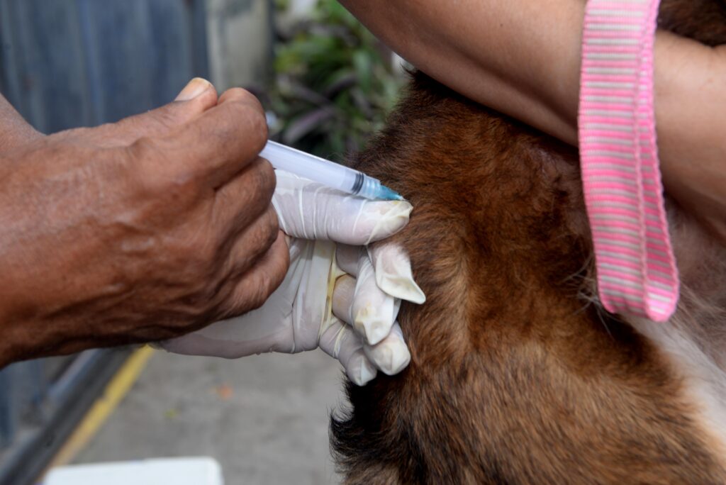 Prevenção: Vacinação antirrábica é realizada em quatro bairros limítrofes de Salvador