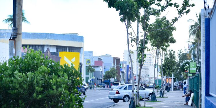 Av. Manoel Dias: Prefeitura destaca desafio técnico e ambiental do plantio de árvores adultas no Corredor Verde