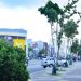 Av. Manoel Dias: Prefeitura destaca desafio técnico e ambiental do plantio de árvores adultas no Corredor Verde