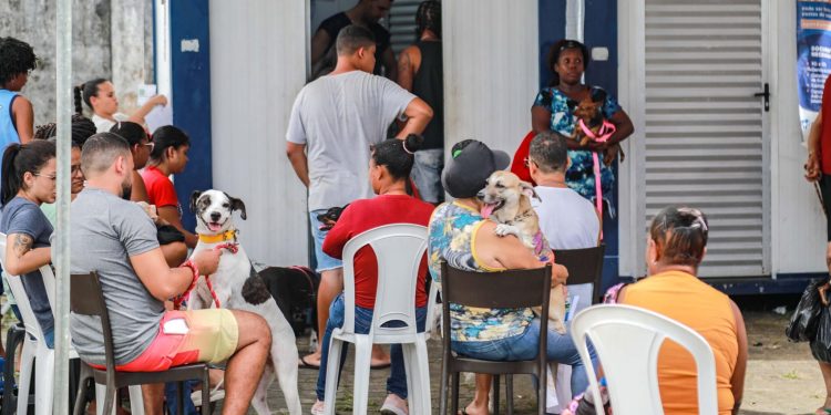 Programa de castração gratuita ajuda a prevenir doenças e combater o abandono de animais