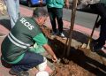 Programa Plante no Passeio fortalece a arborização urbana de Salvador