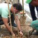 Prefeitura de Salvador promove plantio na Avenida Jequitaia em combate ao vandalismo contra mudas